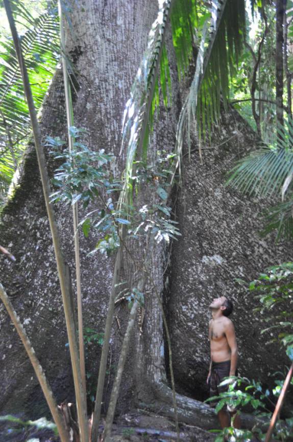 Impressionado com o tronco de Samaúma, na FLONA, comunidade de São Domingo, região de Alter do Chão - PA